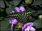 Butterfly Jigsaw Puzzles - Image 6