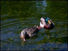 Ducks - Image 2