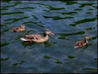 Ducks - Image 3