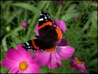 Butterfly Jigsaw Puzzles - Image 1