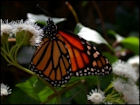 Butterfly Jigsaw Puzzles - Image 2