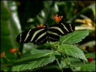 Butterfly Jigsaw Puzzles - Image 3
