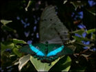 Butterfly Jigsaw Puzzles - Image 4