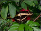 Butterfly Jigsaw Puzzles - Image 5