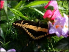 Butterfly Jigsaw Puzzles - Image 7