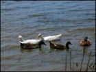 Ducks - Image 1