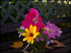 Flowers - Image 1