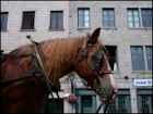 Horses - Image 2