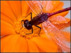 Insect Jigsaw Puzzles - Image 5