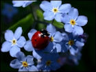 Insect Jigsaw Puzzles - Image 7