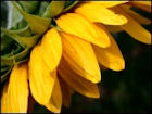 Sunflowers - Image 1