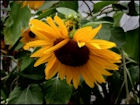 Sunflowers - Image 2