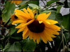 Sunflower Jigsaw Puzzles - Image 2