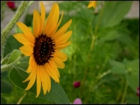 Sunflowers - Image 4