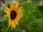 Sunflower Jigsaw Puzzles - Image 4