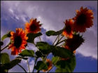 Sunflower Jigsaw Puzzles - Image 5