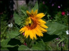 Sunflower Jigsaw Puzzles - Image 6